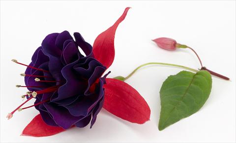 Foto de variedad de flores para ser usadas como: Maceta Fuchsia ricadente California DreamersTM Vodoo