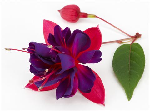 Foto de variedad de flores para ser usadas como: Maceta Fuchsia ricadente Dollar Princessin