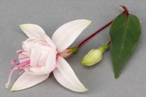 Foto de variedad de flores para ser usadas como: Maceta Fuchsia ricadente Harry Grey