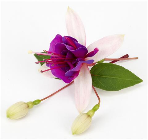 Foto de variedad de flores para ser usadas como: Maceta Fuchsia ricadente La Campanella