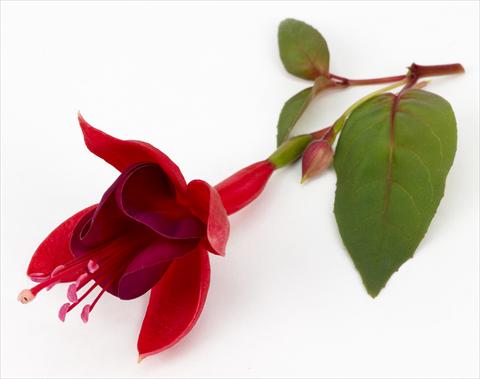Foto de variedad de flores para ser usadas como: Maceta Fuchsia ricadente Marinka