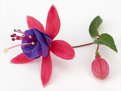 Foto de variedad de flores para ser usadas como: Maceta Fuchsia ricadente Ringwood Market