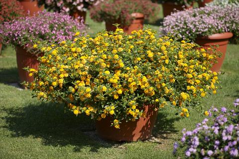 Foto de variedad de flores para ser usadas como: Maceta y planta de temporada Lantana camara Lantane Mini Laura