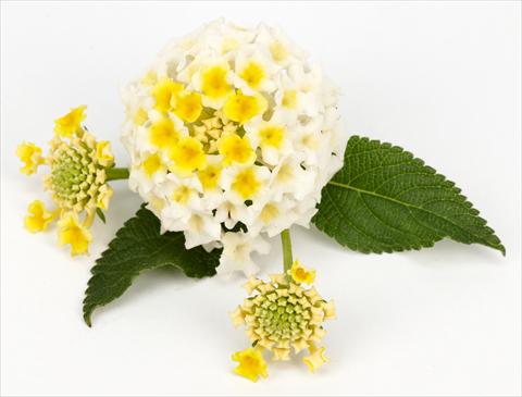 Foto de variedad de flores para ser usadas como: Maceta y planta de temporada Lantana camara Lantane White-Lemon®