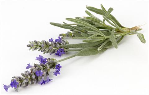 Foto de variedad de flores para ser usadas como: Maceta y planta de temporada Lavandula angustifolia Blu