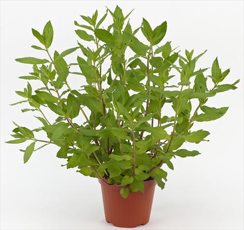 Foto de variedad de flores para ser usadas como: Maceta y planta de temporada Mentha x piperita Ah...Roma Pepper