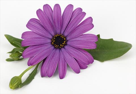 Foto de variedad de flores para ser usadas como: Maceta y planta de temporada Osteospermum Cape Daisy® Antique Blue