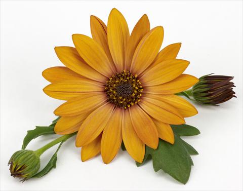 Foto de variedad de flores para ser usadas como: Maceta y planta de temporada Osteospermum Cape Daisy® Terracotta