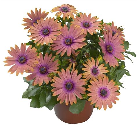 Foto de variedad de flores para ser usadas como: Maceta y planta de temporada Osteospermum Cape Daisy® Nuanza Copper Purple Improved