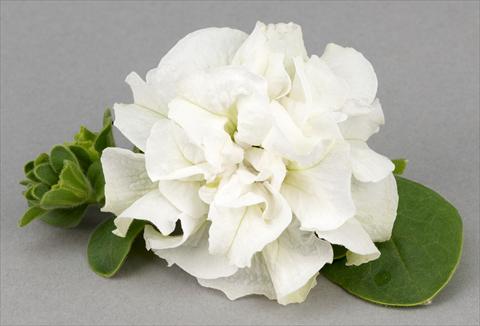 Foto de variedad de flores para ser usadas como: Maceta, patio, Tarrina de colgar Petunia Surfinia® Double White
