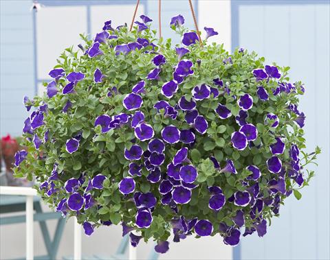 Foto de variedad de flores para ser usadas como: Maceta, patio, Tarrina de colgar Petunia Surfinia® Picotee Blue