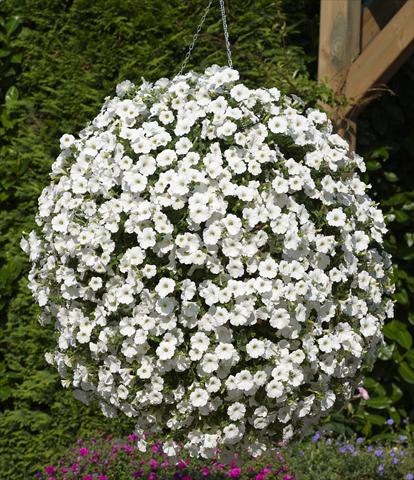 Foto de variedad de flores para ser usadas como: Maceta, patio, Tarrina de colgar Petunia Surfinia® Snow