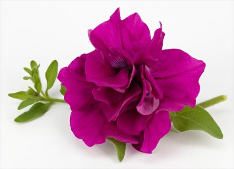 Foto de variedad de flores para ser usadas como: Maceta, patio, Tarrina de colgar Petunia Surfinia® Table Purple