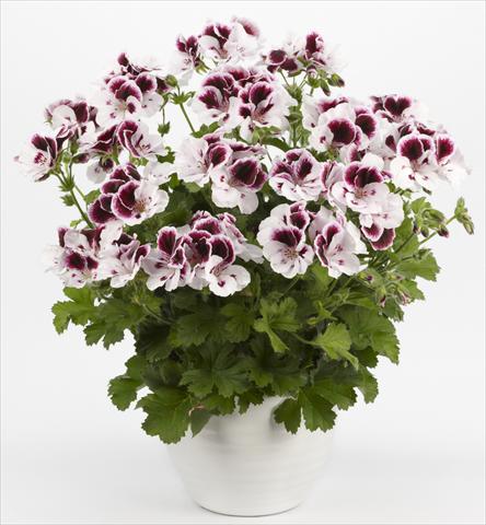Foto de variedad de flores para ser usadas como: Patio, Maceta Pelargonium grandiflorum Costa Barcelona Black&White