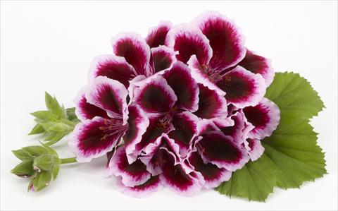 Foto de variedad de flores para ser usadas como: Patio, Maceta Pelargonium grandiflorum Costa Barcelona Early Lavender