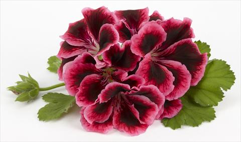 Foto de variedad de flores para ser usadas como: Patio, Maceta Pelargonium grandiflorum Costa Barcelona Early Rose