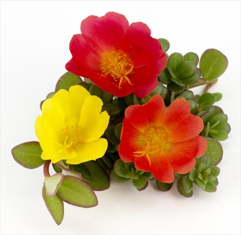 Foto de variedad de flores para ser usadas como: Maceta, patio, Tarrina de colgar Portulaca Duna® Explosive