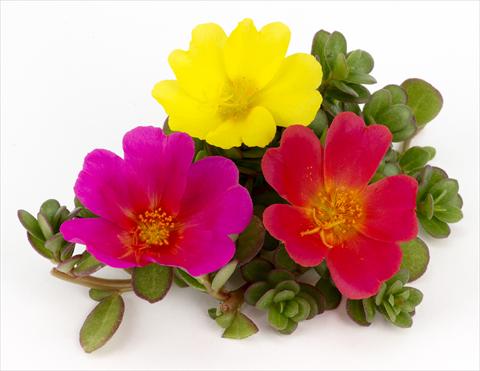 Foto de variedad de flores para ser usadas como: Maceta, patio, Tarrina de colgar Portulaca Duna® Rainbow