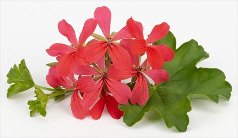 Foto de variedad de flores para ser usadas como: Maceta, patio, Tarrina de colgar Pelargonium peltatum Imperial Balcon Dark Pink