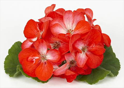 Foto de variedad de flores para ser usadas como: Patio, Maceta Pelargonium zonale Dark Costa Brava® Orange with Eye