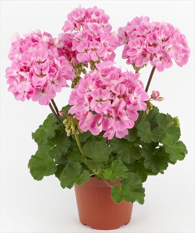 Foto de variedad de flores para ser usadas como: Patio, Maceta Pelargonium zonale Dark Costa Brava® Pink with Eye