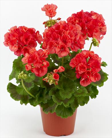 Foto de variedad de flores para ser usadas como: Patio, Maceta Pelargonium zonale Costa Brava® Coral
