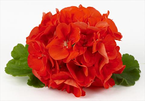 Foto de variedad de flores para ser usadas como: Patio, Maceta Pelargonium zonale Costa Brava® Orange