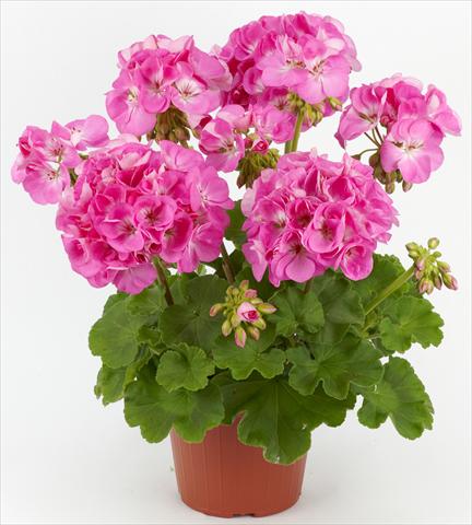 Foto de variedad de flores para ser usadas como: Patio, Maceta Pelargonium zonale Costa Brava® Pink with Eye