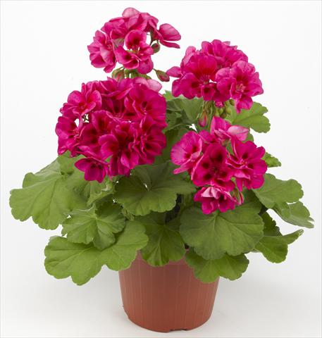 Foto de variedad de flores para ser usadas como: Patio, Maceta Pelargonium zonale Costa Brava® Velvet Fantasy