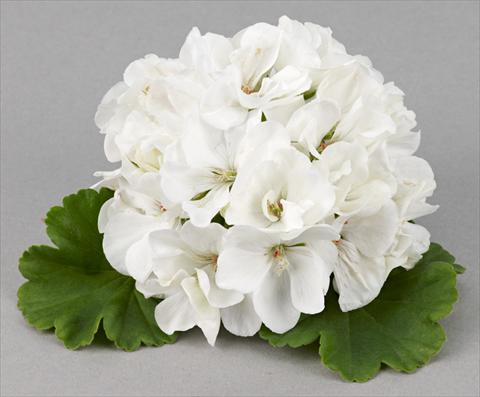 Foto de variedad de flores para ser usadas como: Patio, Maceta Pelargonium zonale Costa Brava® White Improved