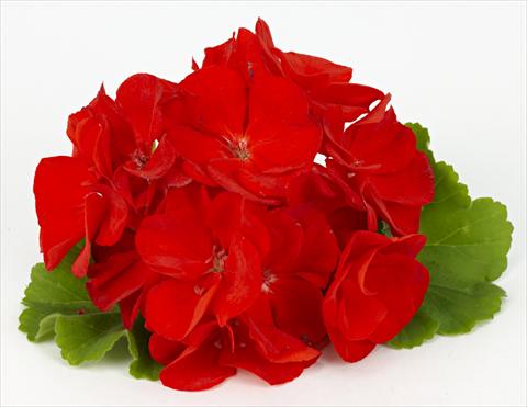 Foto de variedad de flores para ser usadas como: Patio, Maceta Pelargonium zonale pac® Victoria
