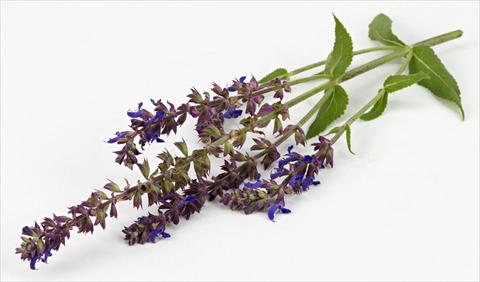 Foto de variedad de flores para ser usadas como: Maceta y planta de temporada Salvia nemorosa Sallyrosa Blue
