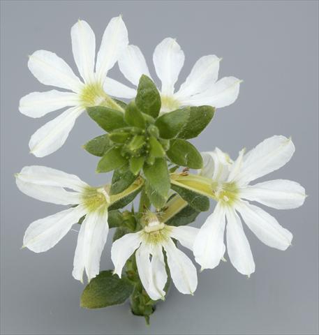 Foto de variedad de flores para ser usadas como: Maceta, patio, Tarrina de colgar Scaevola albida Surdiva® White 2011