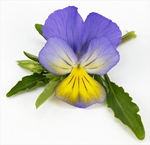Foto de variedad de flores para ser usadas como: Maceta, patio, Tarrina de colgar Viola hybrida Friolina® Cascadiz Blue Yellow
