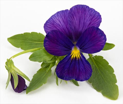 Foto de variedad de flores para ser usadas como: Maceta, patio, Tarrina de colgar Viola hybrida Friolina® Cascadiz Cobalt Blue