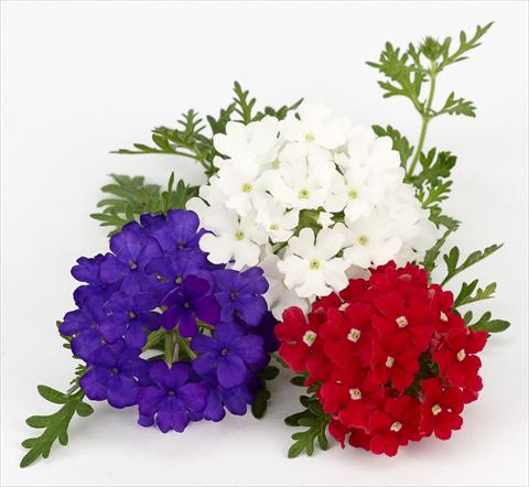 Foto de variedad de flores para ser usadas como: Maceta, patio, Tarrina de colgar Verbena Benissima® Vive La France