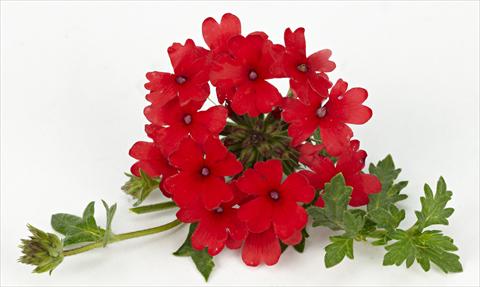 Foto de variedad de flores para ser usadas como: Maceta, patio, Tarrina de colgar Verbena Tapien® Compact Red