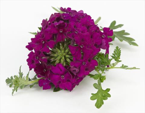 Foto de variedad de flores para ser usadas como: Maceta, patio, Tarrina de colgar Verbena Tapien® Compact Velvet