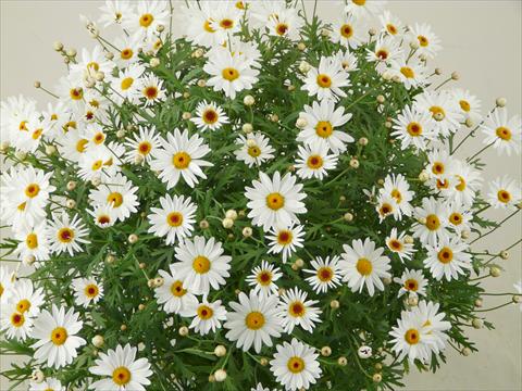 Foto de variedad de flores para ser usadas como: Maceta y planta de temporada Argyranthemum frutescens Elsa®