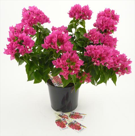 Foto de variedad de flores para ser usadas como: Maceta y planta de temporada Bougainvillea Vera Deep Purple®