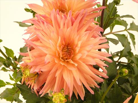 Foto de variedad de flores para ser usadas como: Maceta y planta de temporada Dahlia Aztec XXL® Benito