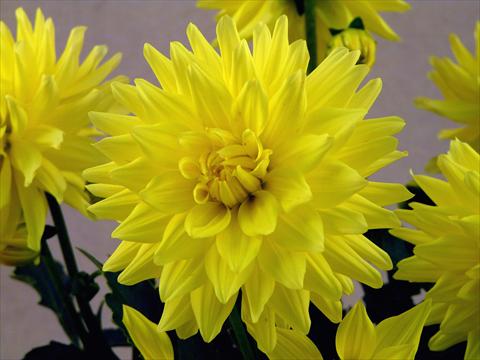 Foto de variedad de flores para ser usadas como: Maceta y planta de temporada Dahlia Aztec XXL® Durango