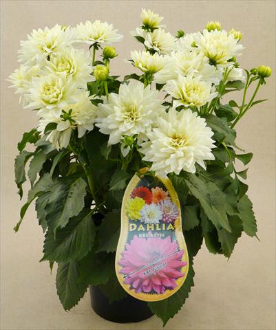 Foto de variedad de flores para ser usadas como: Maceta y planta de temporada Dahlia Aztec XXL® Mayo