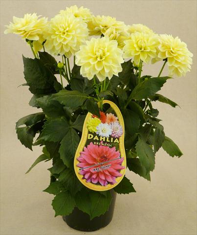 Foto de variedad de flores para ser usadas como: Maceta y planta de temporada Dahlia Aztec XXL® Playa