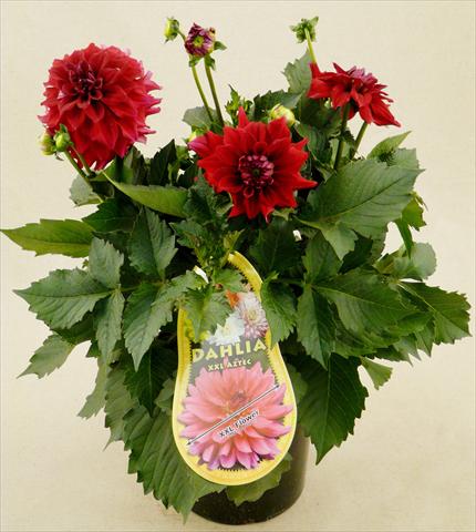 Foto de variedad de flores para ser usadas como: Maceta y planta de temporada Dahlia Aztec XXL® Royo