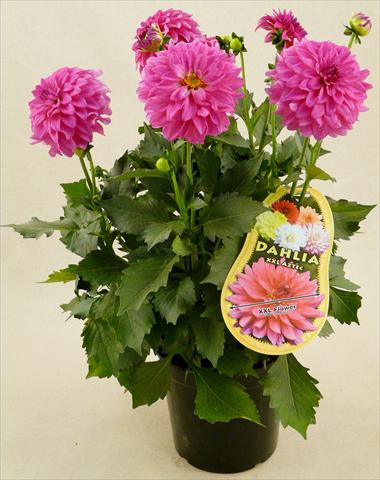Foto de variedad de flores para ser usadas como: Maceta y planta de temporada Dahlia Aztec XXL® Sonora
