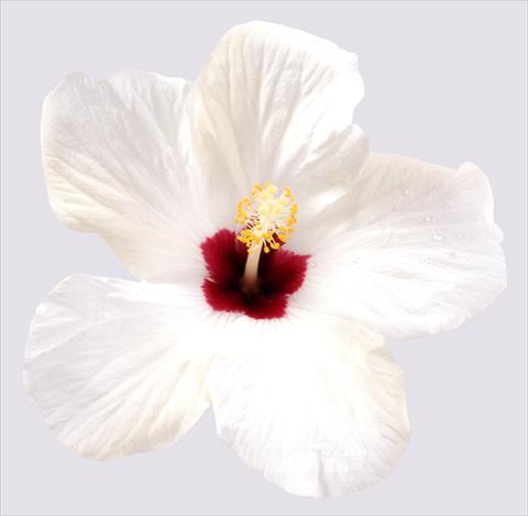 Foto de variedad de flores para ser usadas como: Maceta y planta de temporada Hibiscus rosa-sinensis Cairo White