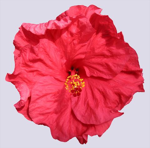 Foto de variedad de flores para ser usadas como: Maceta y planta de temporada Hibiscus rosa-sinensis Helene