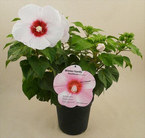 Foto de variedad de flores para ser usadas como: Maceta y planta de temporada Hibiscus moscheutos Newbiscus® Eye Catcher
