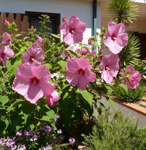 Foto de variedad de flores para ser usadas como: Maceta y planta de temporada Hibiscus moscheutos Newbiscus® Mauvelous